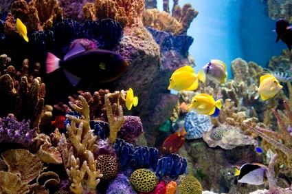 One of dozens of aquariums at Aqueus