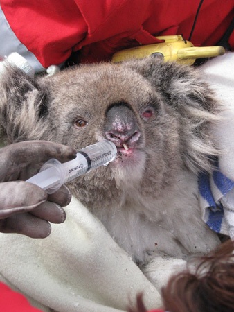Another precious little critter saved by the wonderful people at Wildlife Rescuers