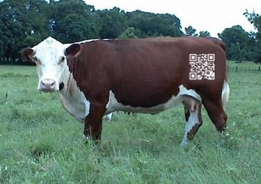 Get moooving!
QR Codes equal permanent branding!
That's no bull!