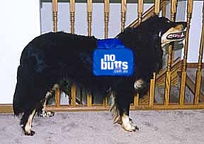 Our beautiful boy Max - Helping us distribute No BuTTs Personal Ashtrays!