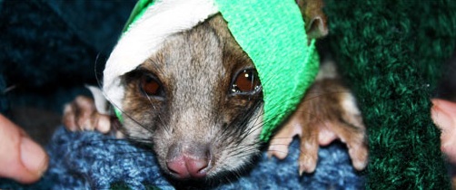 Just one of the many thousands of animals saved every year by Wildlife Rescuers