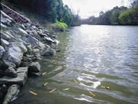 How many cigarette butts from your location have ended up in the water today?