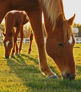 No BuTTs about it! The horse capital of Australia is eliminating cigarette butt litter with No BuTTs Personal Ashtrays.
